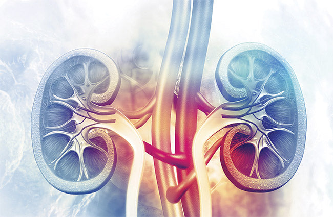 Kidney transplantation: when the immune identity stands in the way between donor and patient