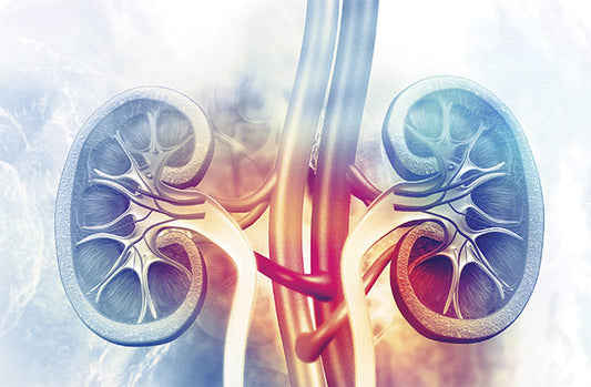 Kidney transplantation: when the immune identity stands in the way between donor and patient
