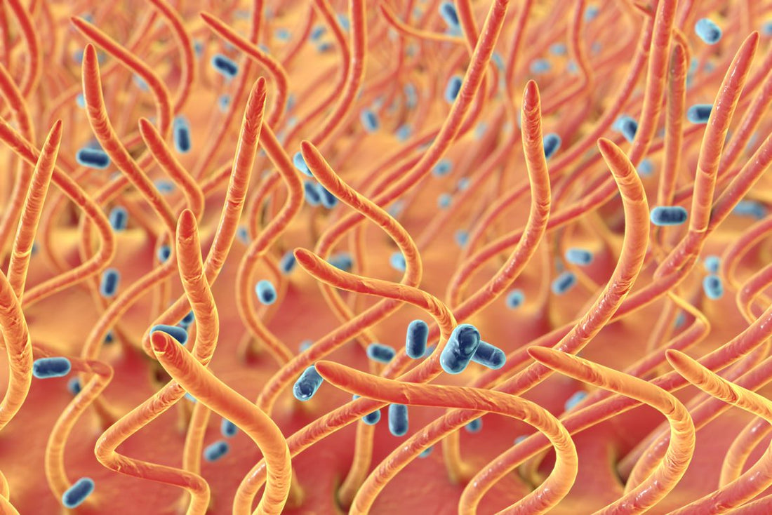 Schematic of bacteria that causes whooping cough